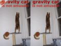 Gravitycat.jpg