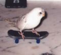 Skatebird.jpg