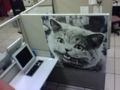 Happy Cat Office.jpeg